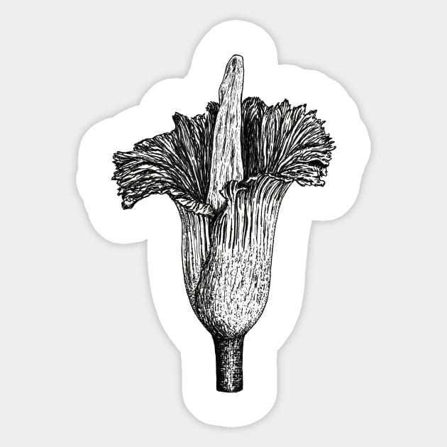 Corpse flower (Amorphophallus titanum) Sticker by Bioshart